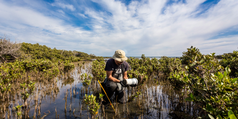 Man working in the Australian Wetlands